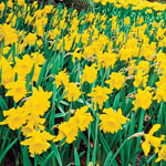 Breck's® Colossal™ Daffodil