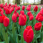 Red Dynasty™ Tulip