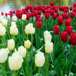 Red and White Love Tulip Duet