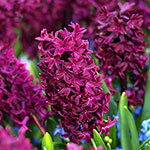 Woodstock Hyacinth
