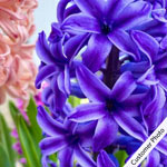 Giant Hyacinth Mixture