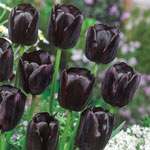Tulip Bulbs