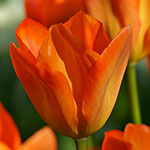 Orange Emperor Tulip