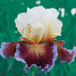 Care to dance Bearded Iris