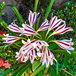 Bolivia Crinum Lily