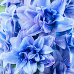 Blue Tango Double Hyacinth