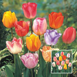 Colour Magic™ Tulip Mixture