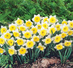Ice Follies Daffodil