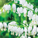 White Old-Fashioned Bleeding Heart