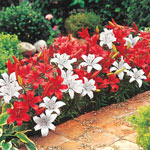Peppermint Stick Carpet Border Lily™ Mixture