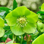 Single-Flowered Tricolor WOW!® Hellebore Collection