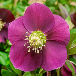 Big Six WOW!® Hellebore Collection