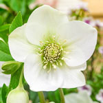 Pastel Perfection Wow!® Hellebore Collection