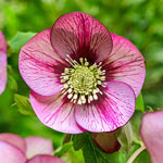 Bloomin' Beautiful Wow!® Hellebore Collection