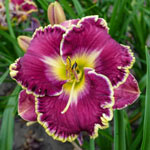 Spacecoast Better Late Reblooming Daylily