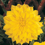 Classic Dinnerplate Dahlia Collection