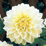 Classic Dinnerplate Dahlia Collection