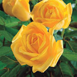 Radiant Perfume Grandiflora Rose