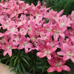 Pink Carpet Border Lilies™