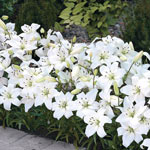 White Carpet Border Lily™