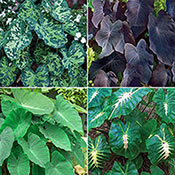 Exotic Elephant Ears Collection