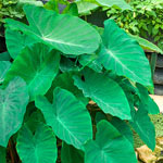 Exotic Elephant Ears Collection