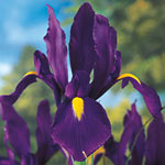 Purple Tall Dutch Iris