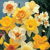 Landscape Daffodil Mixture