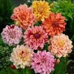 Dahlia Mixtures and Collections
