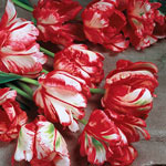 Estella Rijnveld  Tulip