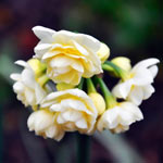 Spring Cheer™ Daffodil