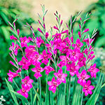 Gladiolus Flower Bulbs
