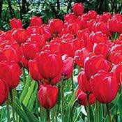 Apeldoorn Perennial Tulip