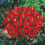Breck's® Dwarf Reblooming Daylily Collection