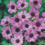 Breck's® Everblooming Hardy Geranium Collection