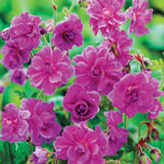 Breck's® Everblooming Hardy Geranium Collection