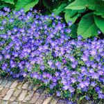Johnson's Blue Hardy Geranium