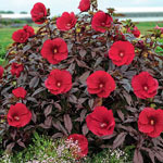 Breck's® Exotic Hibiscus Collection