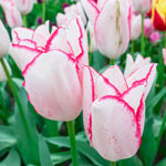 Beautytrend Tulip