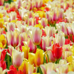 Towering Perennial Tulip Mixture Tulip