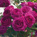 Celestial Night™ Floribunda Rose