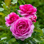 Perfume Factory™ Hybrid Tea Jumbo Rose