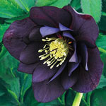 Double Hellebores Wedding Party™ Collection