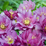 Double Hellebores Wedding Party™ Collection