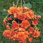 Orange Cascade Begonia 