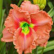 Renie's Delight Reblooming Daylily