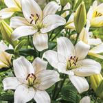 Lily Planting and Growing Tips