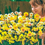 Spectrum Sweet Aroma™ Daffodil Mixture