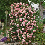 Pearly Gates Climbing Rose
