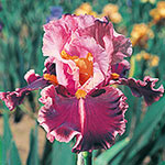 Impressionist Bearded Iris